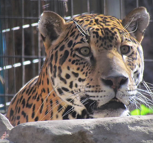 Zoo world
